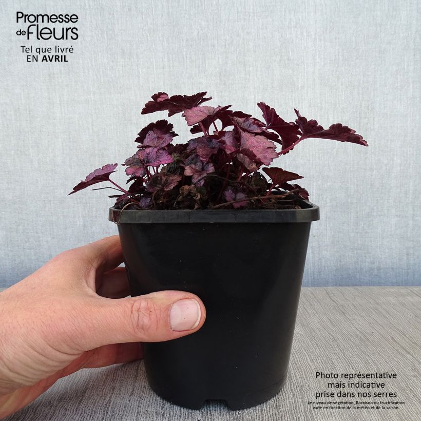 Heuchera Dolce Wildberry Maceta 1,5L/2L Ejemplar entregado en la primavera