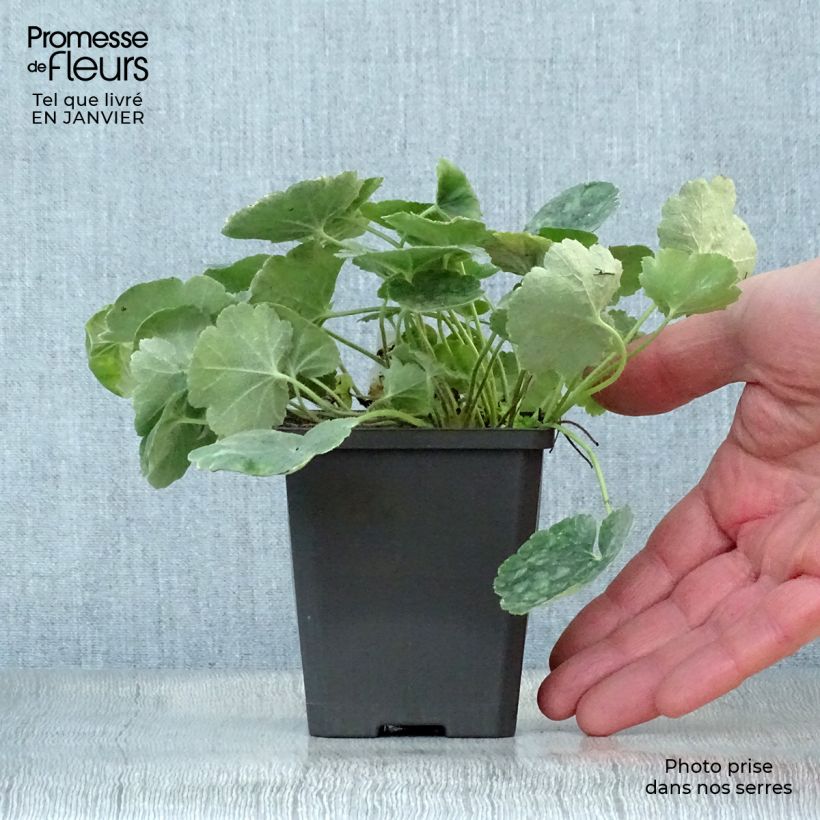 Heuchera sanguinea Leuchtkäfer Maceta de 8/9 cm Ejemplar entregado en invierno