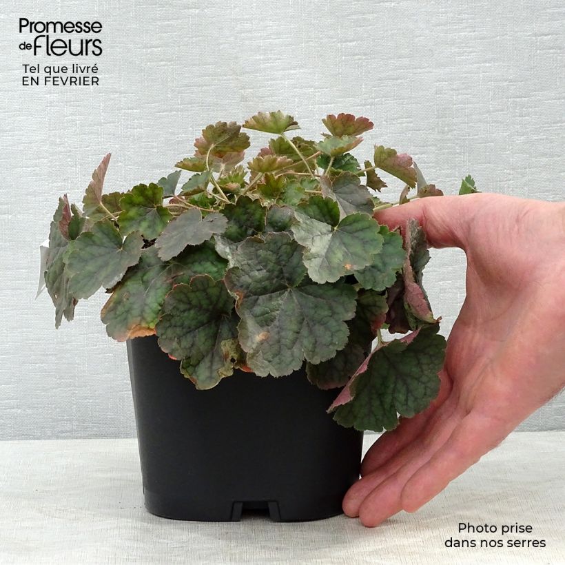 Heuchera sanguinea Leuchtkäfer Maceta 2L/3L Ejemplar entregado en invierno