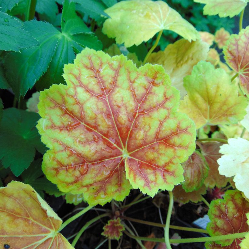 Heuchera Tiramisu (Follaje)