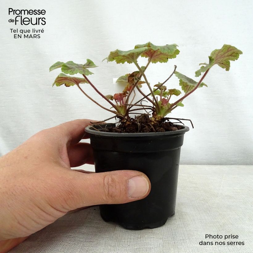 Heucherella Alabama sunrise Maceta de 8/9 cm Ejemplar entregado en la primavera