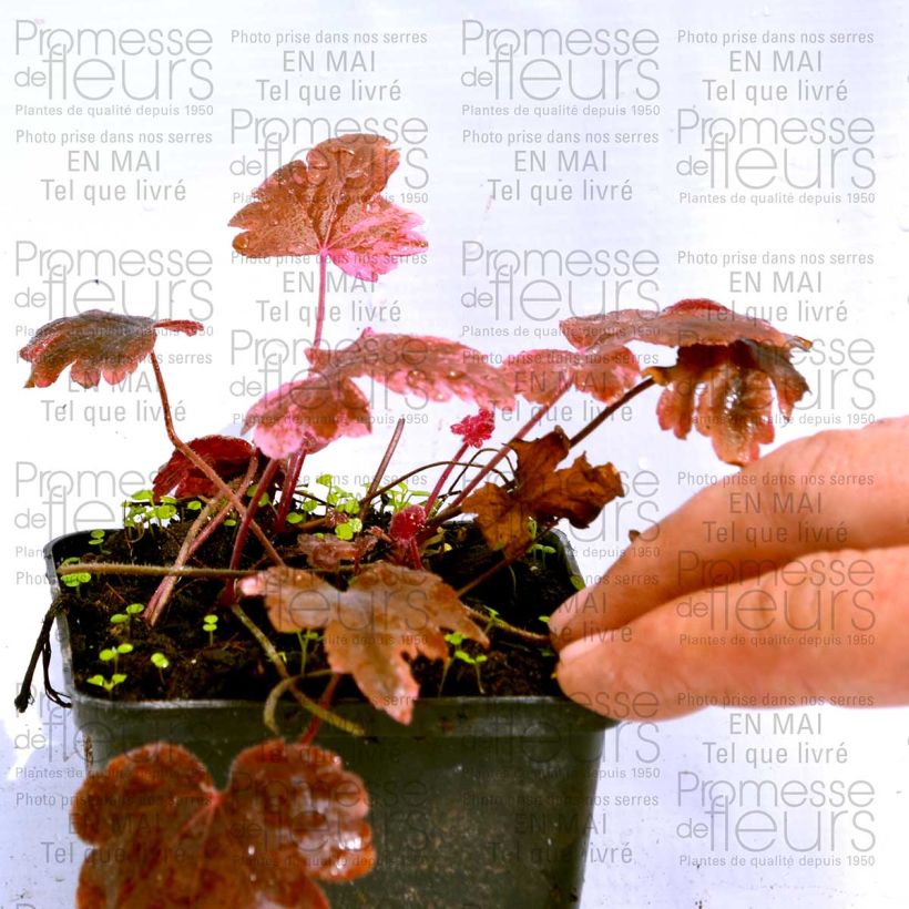 Ejemplo de ejemplar de Heucherella Berry Fizz Maceta de 8/9 cm tal y como se entrega