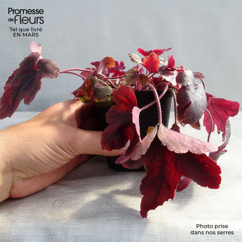 Heucherella Brass Lantern Maceta de 8/9 cm Ejemplar entregado en invierno