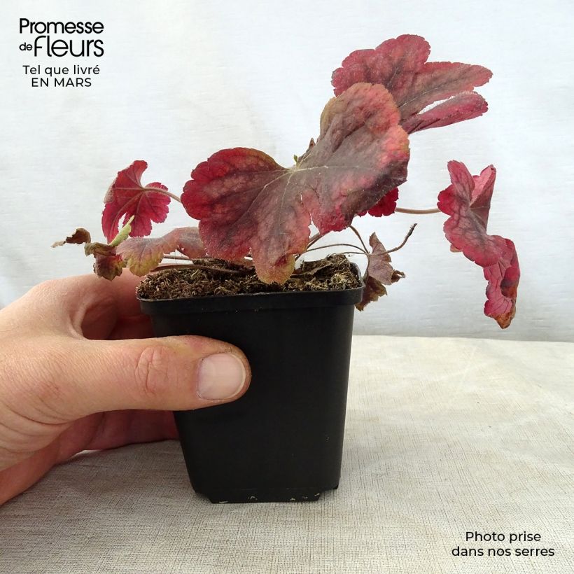 Heucherella Buttered Rum Maceta de 8/9 cm Ejemplar entregado en la primavera