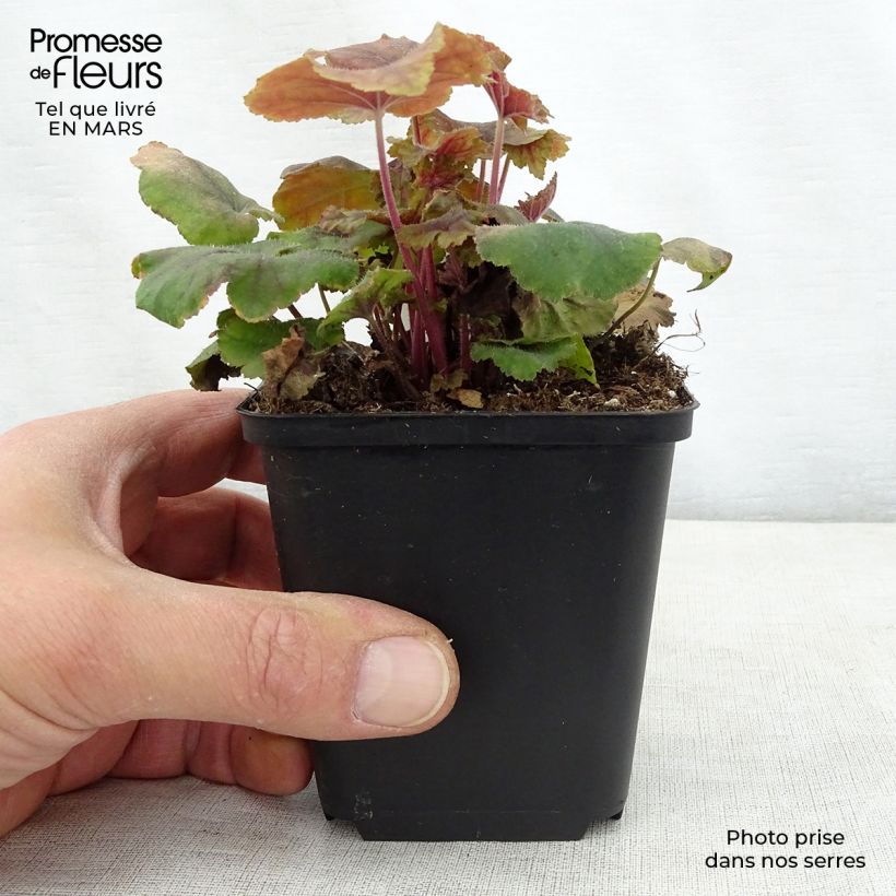 Heucherella Citrus shock Maceta de 8/9 cm Ejemplar entregado en la primavera
