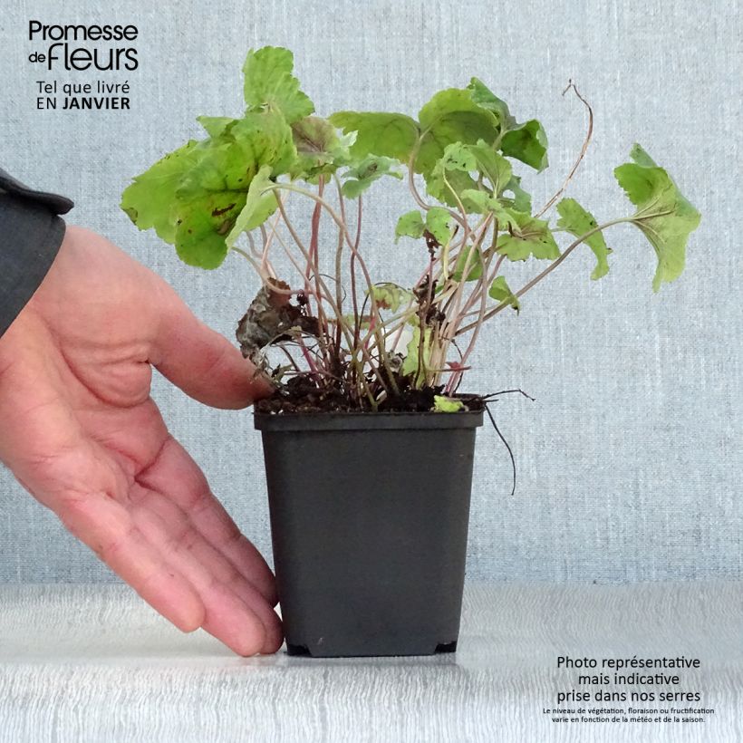 Heucherella Citrus shock Maceta de 8/9 cm Ejemplar entregado en invierno