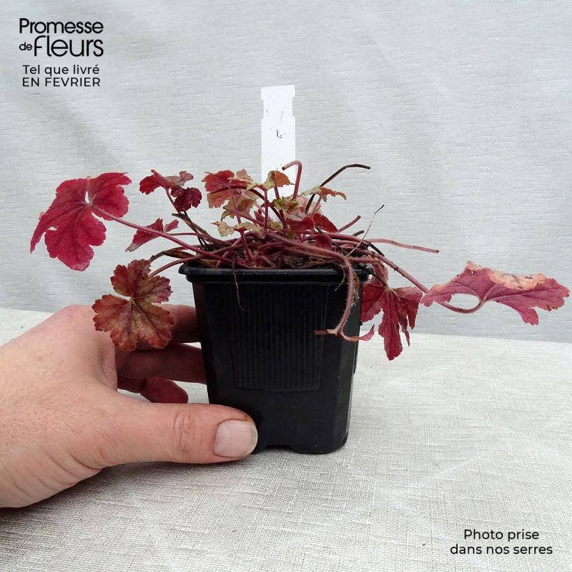 Heucherella Honey Rose Maceta de 8/9 cm Ejemplar entregado en invierno