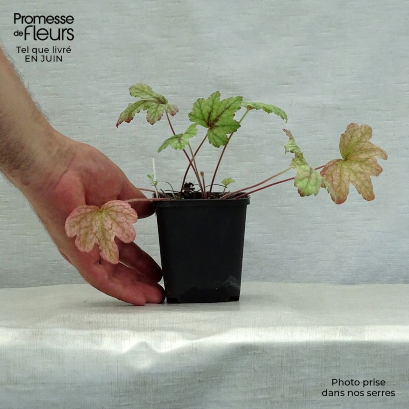 Ejemplar de Heucherella Kimono Maceta de 8/9 cm entregado en verano
