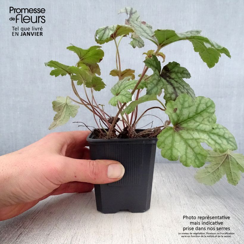 Heucherella Kimono Maceta de 8/9 cm Ejemplar entregado en invierno