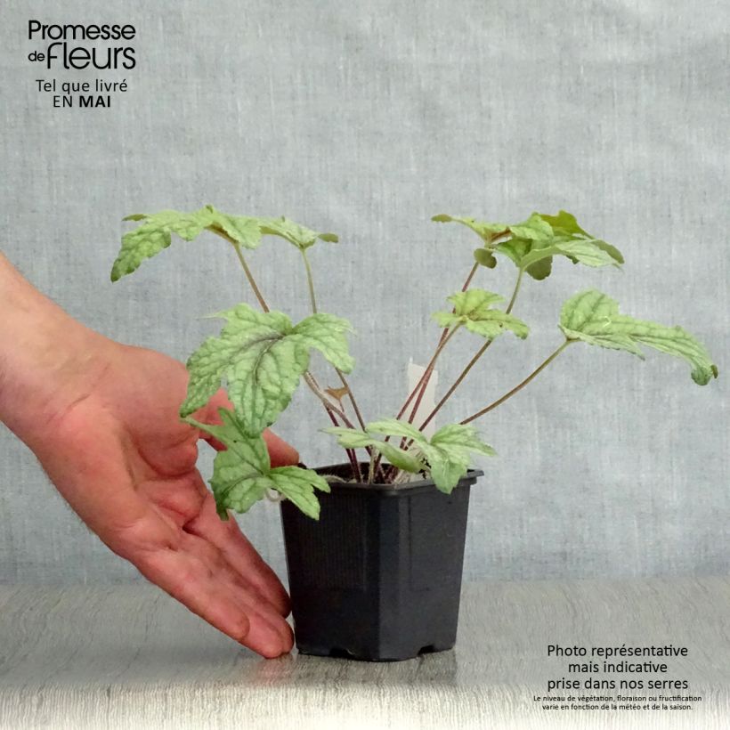 Heucherella Kimono Maceta de 8/9 cm Ejemplar entregado en la primavera