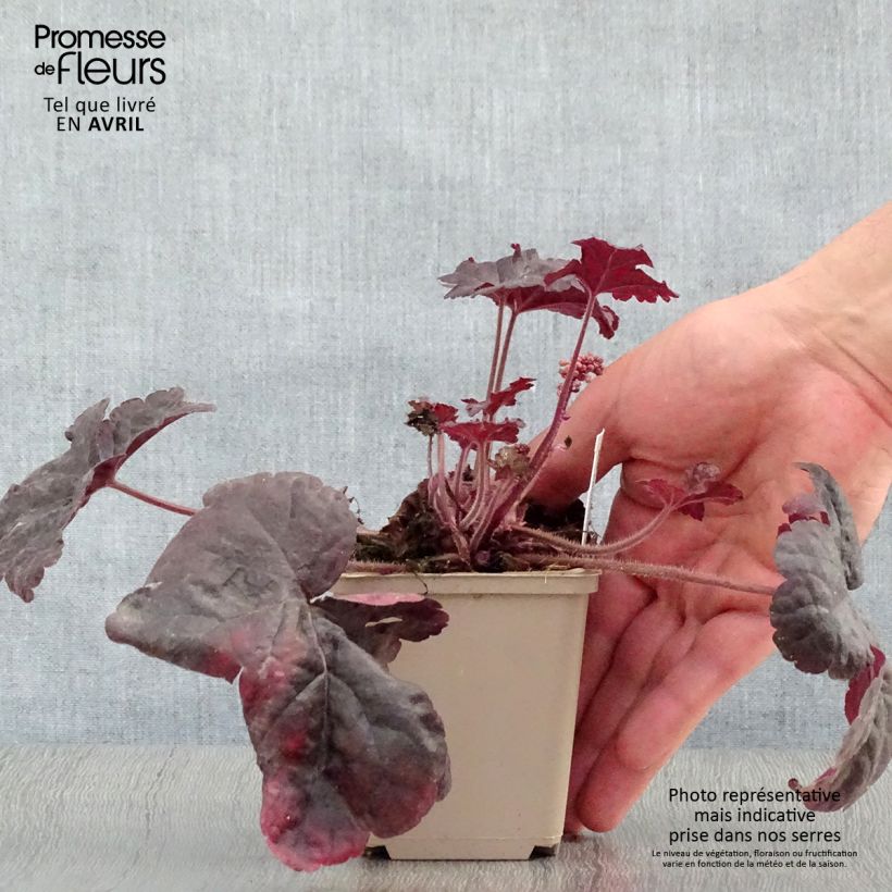 Heucherella Onyx Maceta de 8/9 cm Ejemplar entregado en la primavera