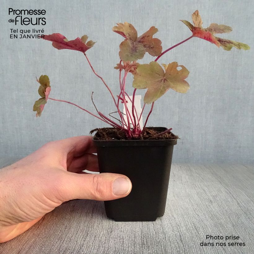 Heucherella Red Rover Maceta de 8/9 cm Ejemplar entregado en invierno