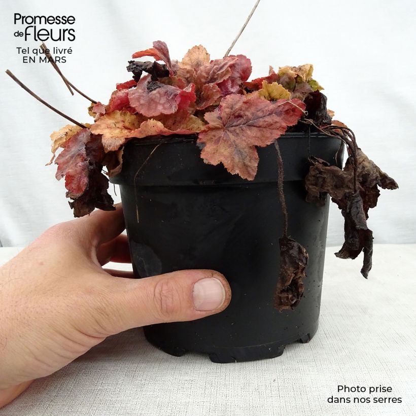 Heucherella Redstone Falls Maceta 2L/3L Ejemplar entregado en la primavera