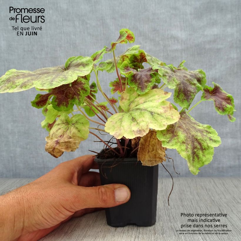 Ejemplar de Heucherella Solar Eclipse Maceta de 8/9 cm entregado en verano