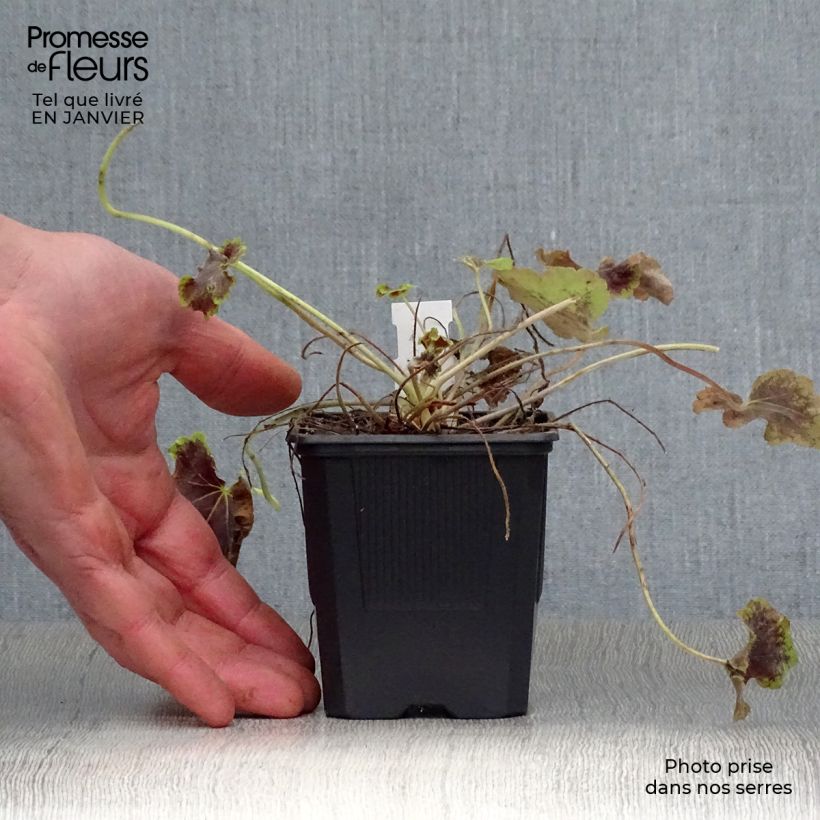 Heucherella Solar Eclipse Maceta de 8/9 cm Ejemplar entregado en invierno