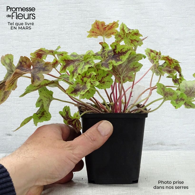 Heucherella Solar Power Maceta de 8/9 cm Ejemplar entregado en la primavera
