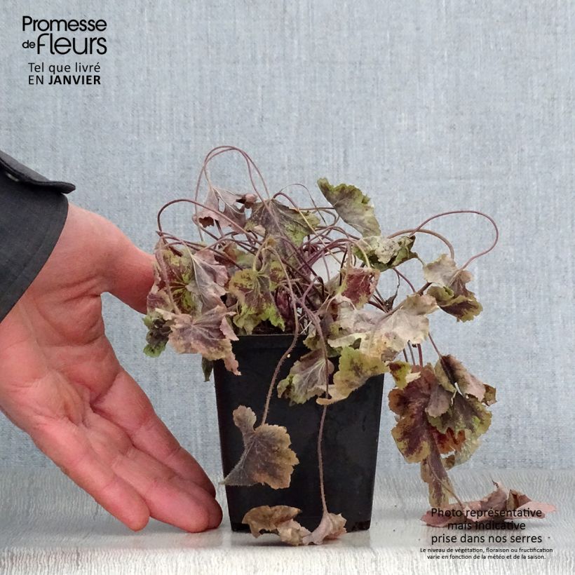 Heucherella Solar Power Maceta de 8/9 cm Ejemplar entregado en invierno
