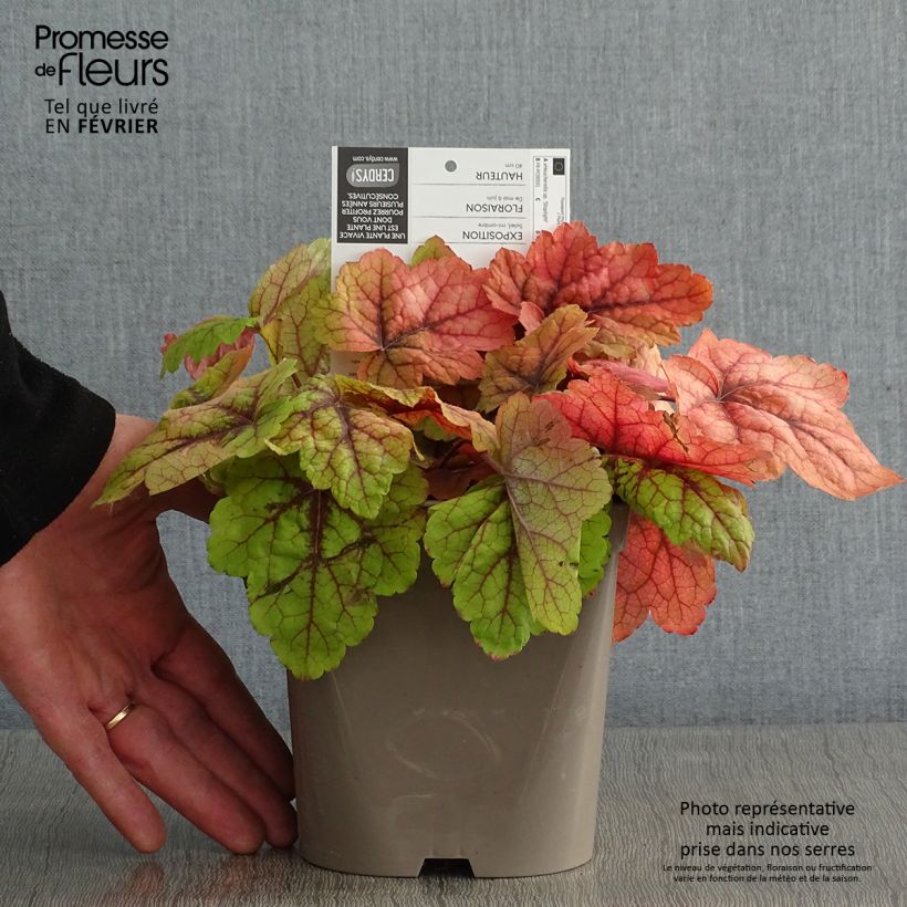 Heucherella Stoplight Maceta 2L/3L Ejemplar entregado en invierno