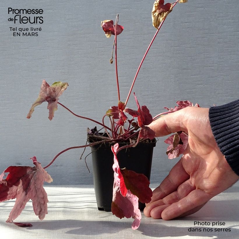 Heucherella Sweet Tea Maceta de 8/9 cm Ejemplar entregado en la primavera