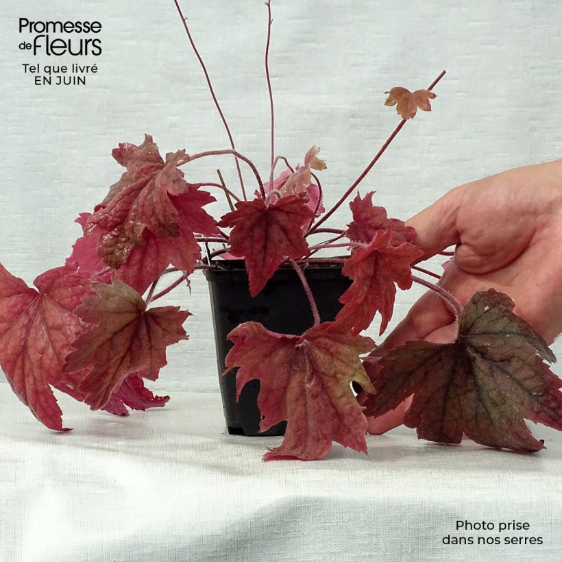 Ejemplar de Heucherella Sweet Tea Maceta de 8/9 cm entregado en verano