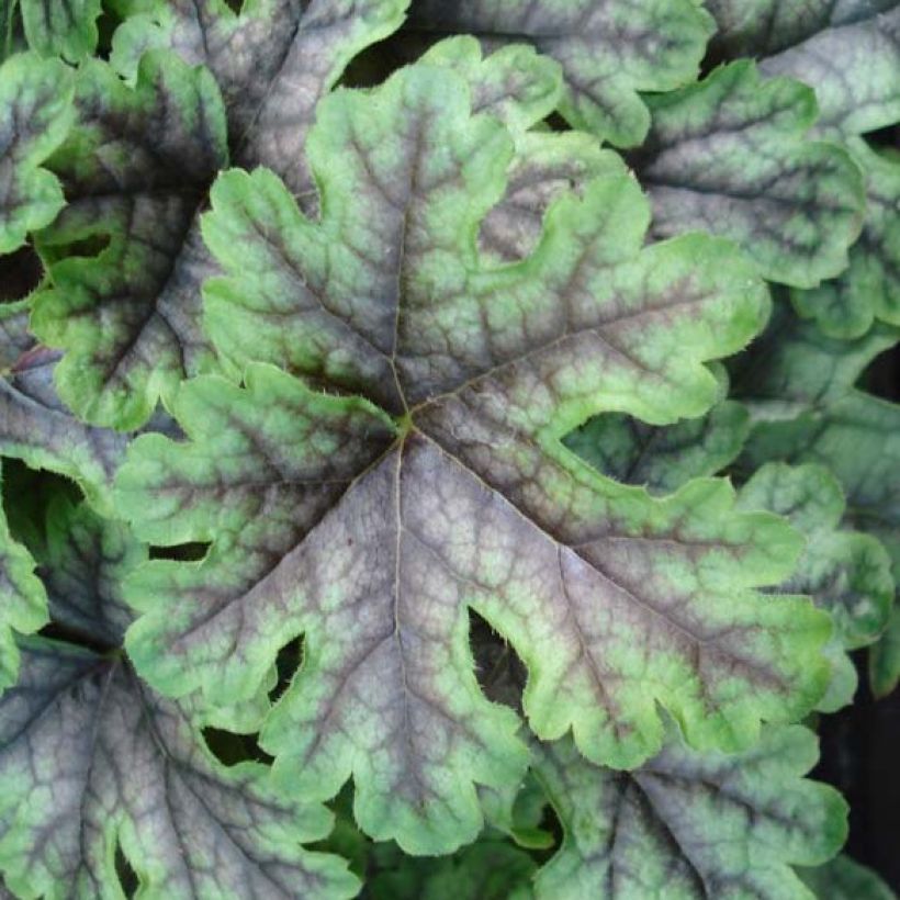 Heucherella Tapestry (Follaje)