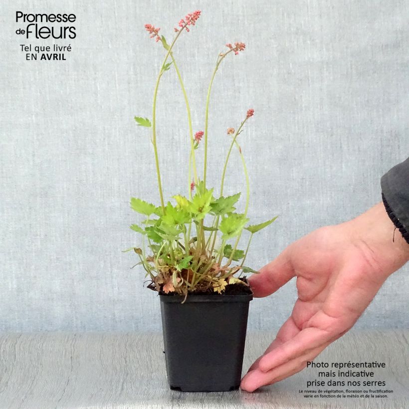 Heucherella alba Bridget Bloom Maceta de 8/9 cm Ejemplar entregado en la primavera