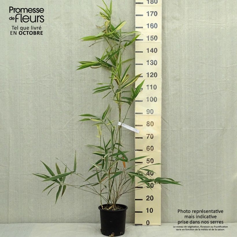 Ejemplar de Hibanobambusa tranquillans Shiroshima - Bambú Hibano Maceta 4L/5L entregado en otoño