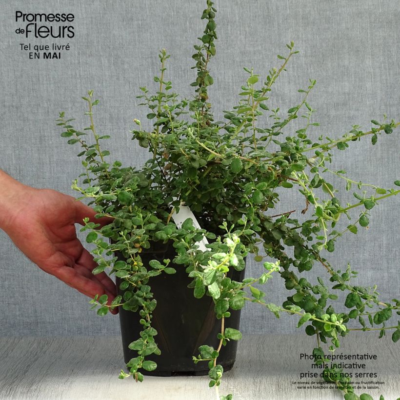 Hibbertia aspera Maceta 4L/5L Ejemplar entregado en la primavera