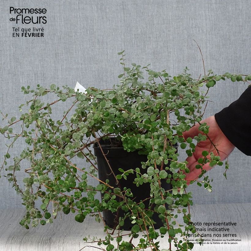 Hibbertia aspera Maceta 4L/5L Ejemplar entregado en invierno