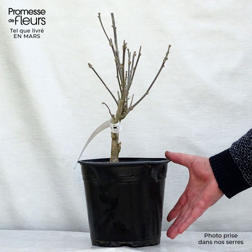 Hibiscus syriacus French Cabaret Purple - Altea Maceta 3L/4L Ejemplar entregado en invierno