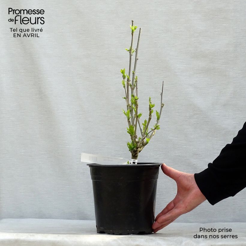 Hibiscus syriacus French Cabaret Purple - Altea Maceta 3L/4L Ejemplar entregado en la primavera