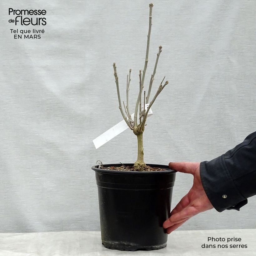 Hibiscus syriacus French Cabaret Red - Altea Maceta 3L/4L Ejemplar entregado en la primavera