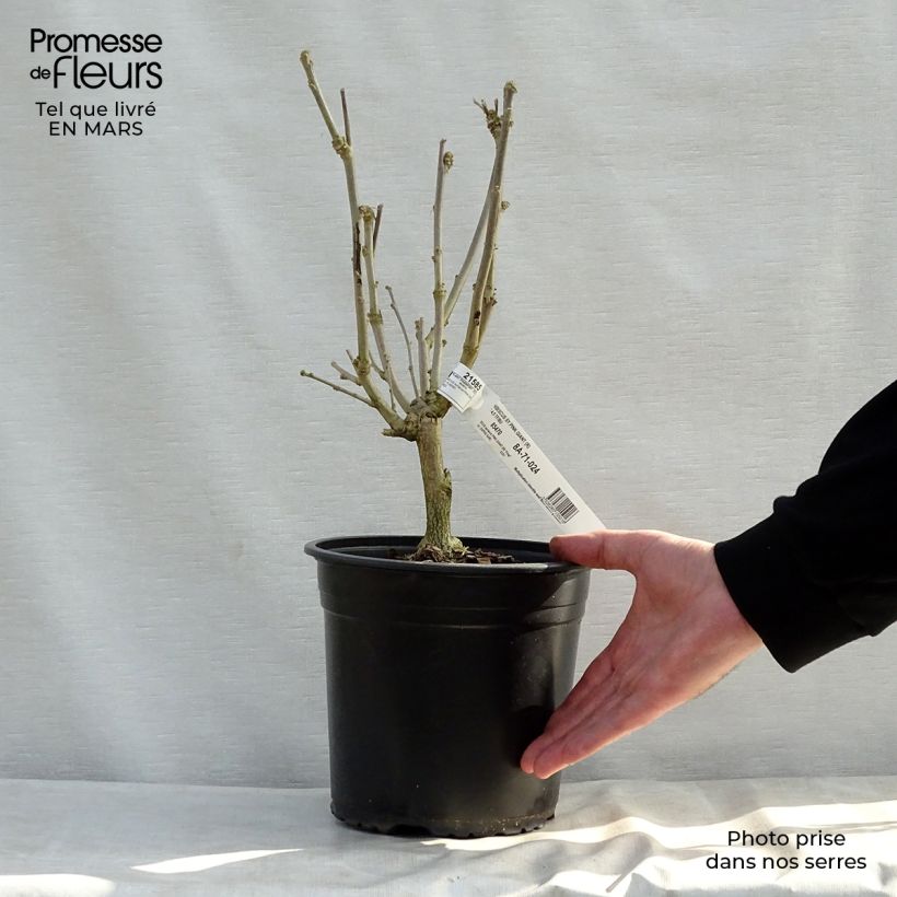 Altea Pink Giant - Hibiscus syriacus Maceta 4L/5L Ejemplar entregado en la primavera