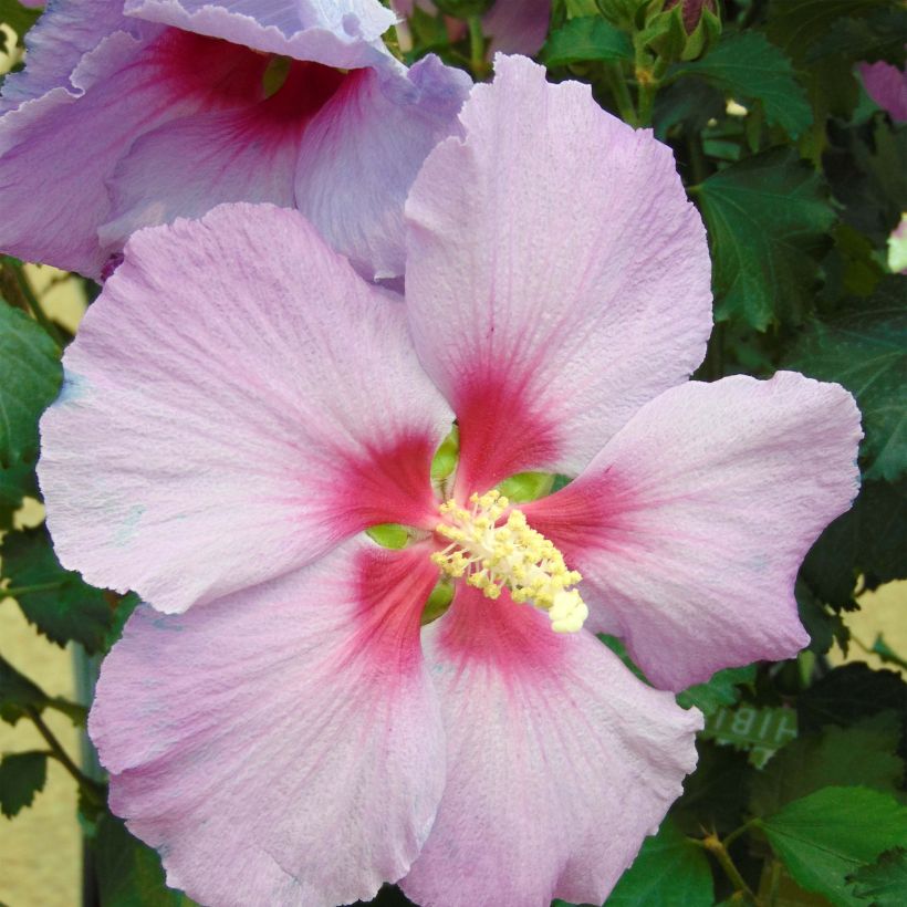Hibiscus Rose Moon - Altea (Floración)