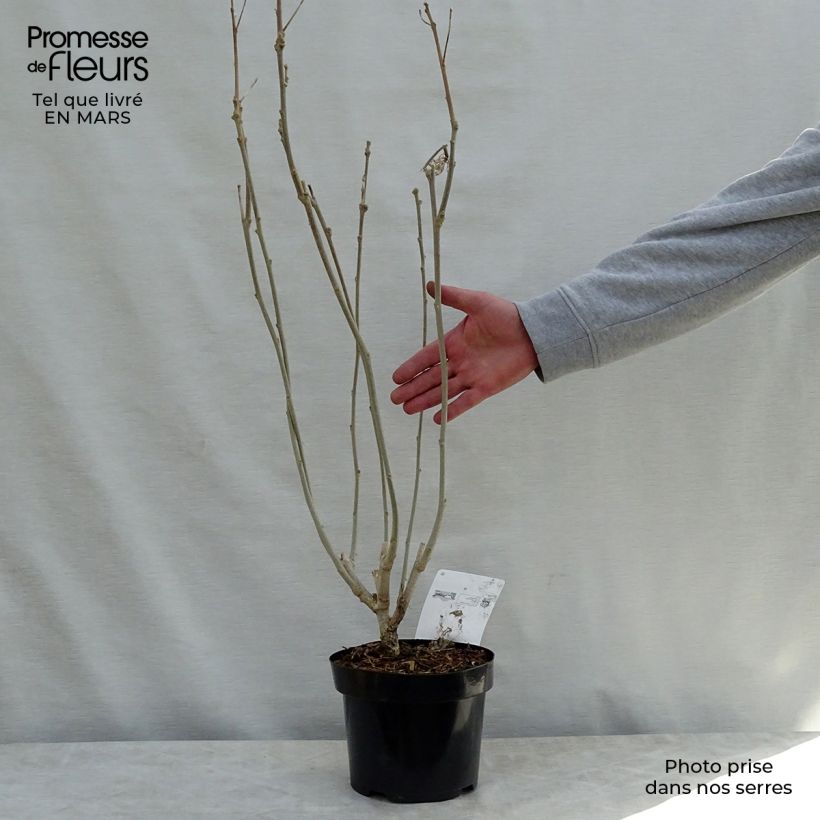 Hibiscus Rose Moon - Altea Maceta 3L/4L Ejemplar entregado en la primavera