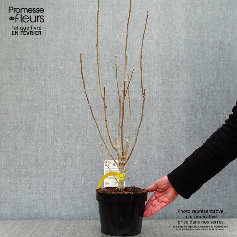 Hibiscus Rose Moon - Altea Maceta 3L/4L Ejemplar entregado en invierno