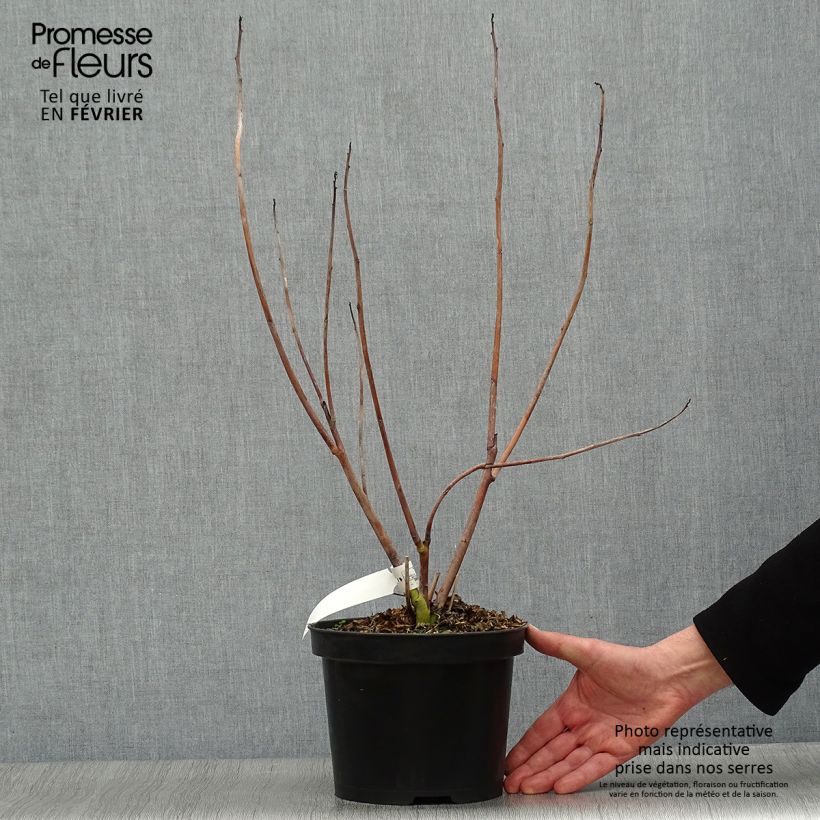 Hibiscus coccineus - Hibisco escarlata Maceta 4L/5L Ejemplar entregado en invierno