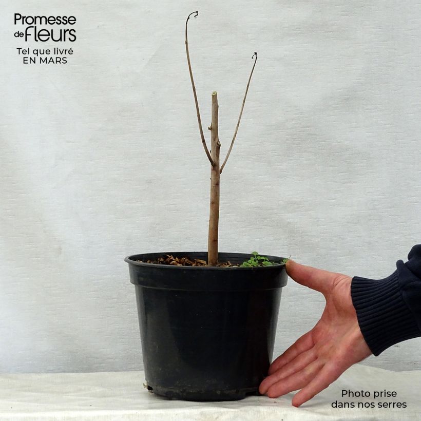 Hibiscus coccineus - Hibisco escarlata Maceta 4L/5L Ejemplar entregado en la primavera