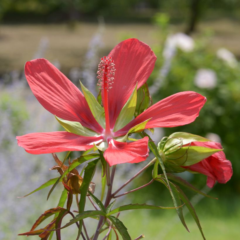 Hibiscus coccineus - Hibisco escarlata (Floración)