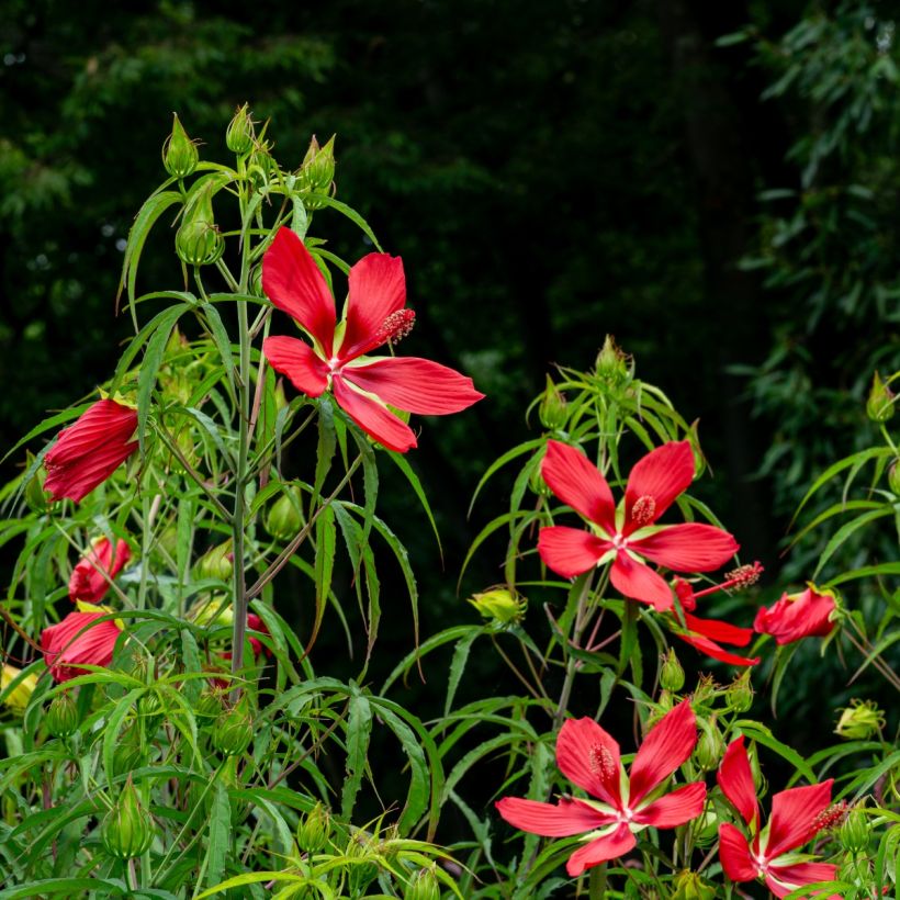 Hibiscus coccineus - Hibisco escarlata (Porte)