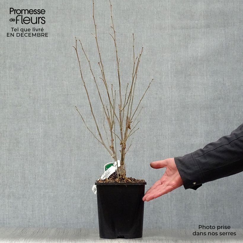 Hibiscus syriacus French Cabaret Pastel - Altea Maceta 3L/4L Ejemplar entregado en invierno