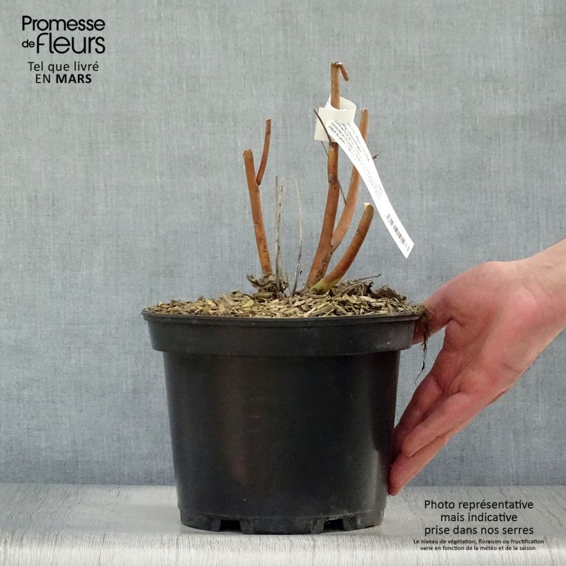 Hibiscus moscheutos Cherry Cheesecake - Hibisco moschetos Maceta 3L/4L Ejemplar entregado en la primavera