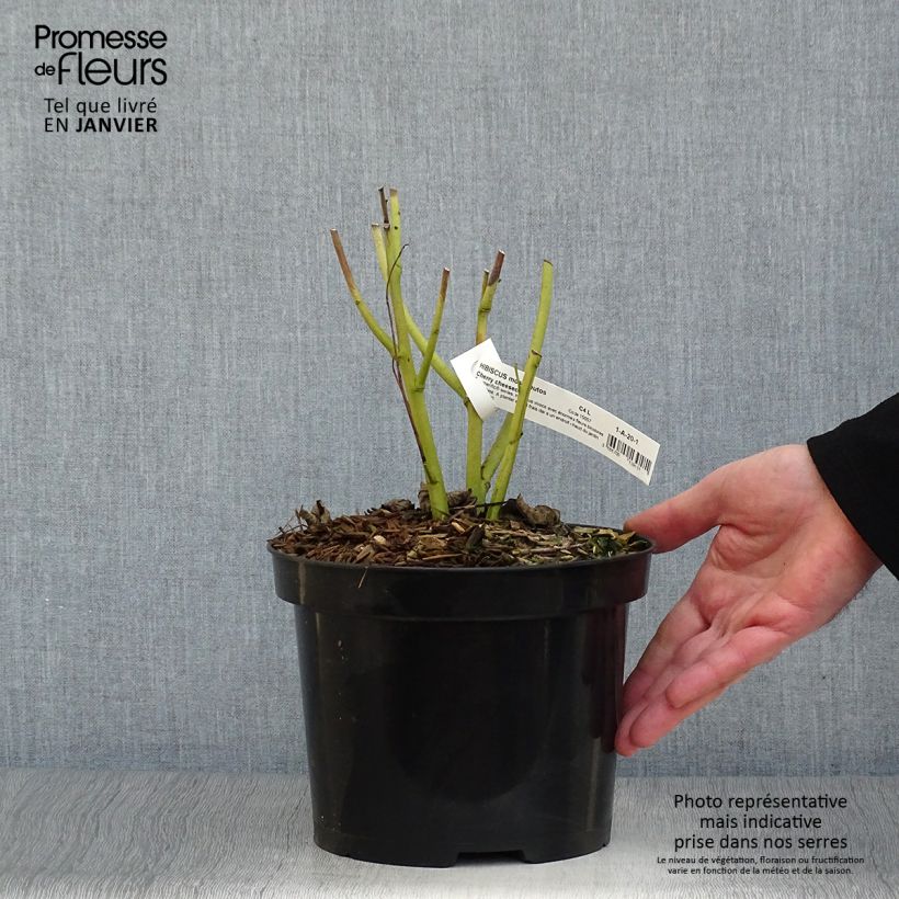 Hibiscus moscheutos Cherry Cheesecake - Hibisco moschetos Maceta 3L/4L Ejemplar entregado en invierno