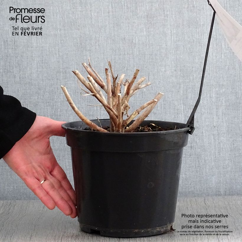 Hibiscus moscheutos Fujin - Hibisco moschetos Maceta 4L/5L Ejemplar entregado en invierno