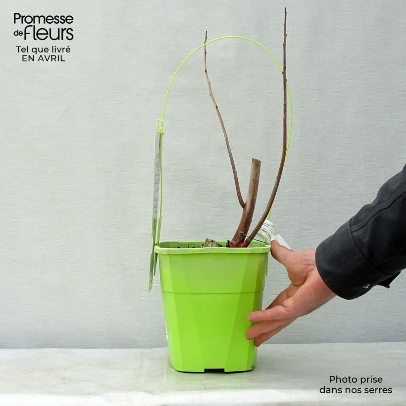 Hibiscus moscheutos Joli Coeur - Hibisco moschetos Maceta 3L/4L Ejemplar entregado en la primavera