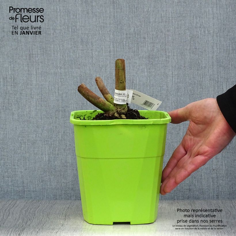 Hibiscus moscheutos Joli Coeur - Hibisco moschetos Maceta 3L/4L Ejemplar entregado en invierno