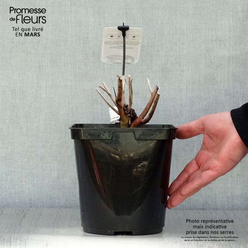 Hibiscus moscheutos Midnight Marvel - Hibisco moschetos Maceta 3L/4L Ejemplar entregado en la primavera