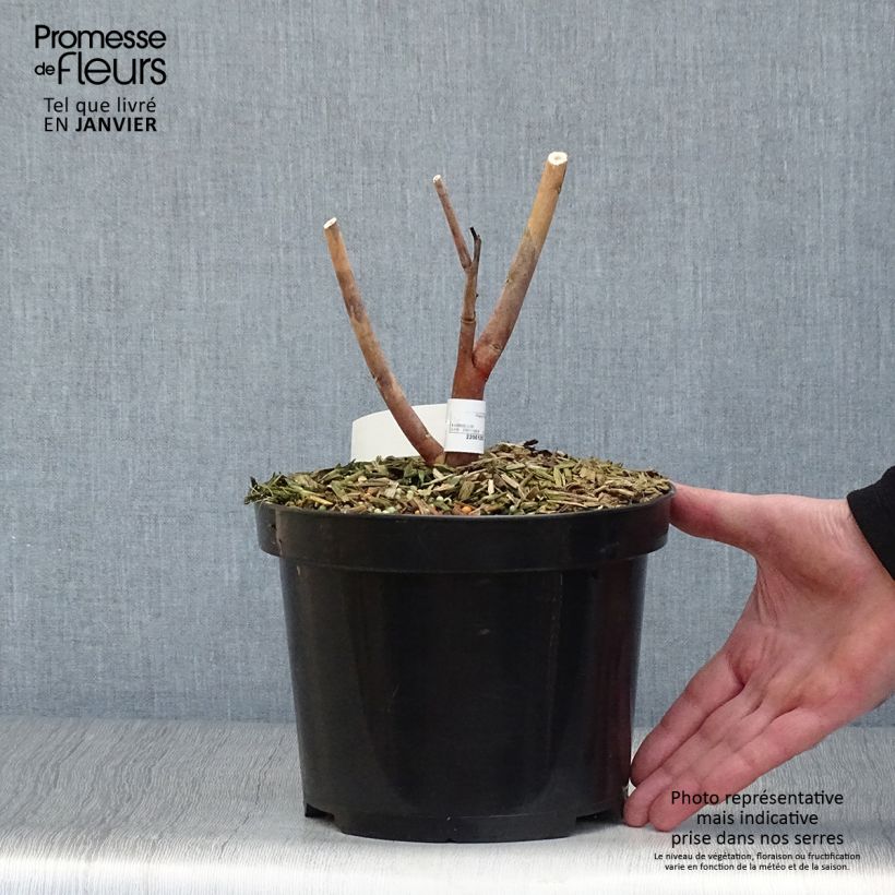 Hibiscus moscheutos Midnight Marvel - Hibisco moschetos Maceta 3L/4L Ejemplar entregado en invierno