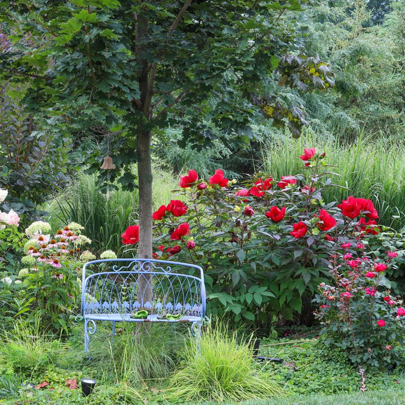 Hibiscus moscheutos Midnight Marvel - Hibisco moschetos (Porte)