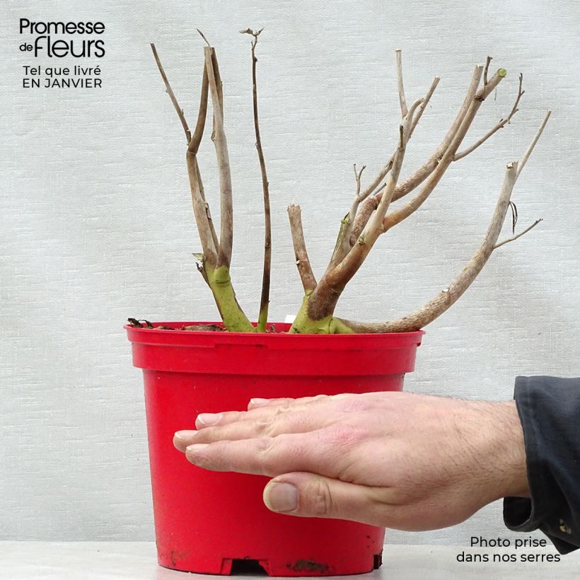 Hibiscus moscheutos PLANET Griotte - Hibisco moschetos Maceta 3L/4L Ejemplar entregado en invierno